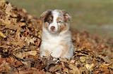 BERGER AUSTRALIEN PUPPIES 218